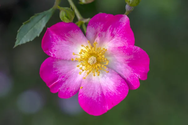 Close View Beautiful Pink Wild Rose Flower Blooming Garden — Stock Photo, Image