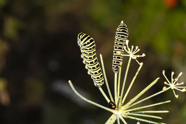 Vue Rapprochée Des Chenilles Papilio Machaon Chenilles Queue Hirondelle Dans — Photo