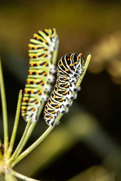 Nahaufnahme Von Raupen Von Papilio Machaon Schwalbenschwanzraupen Wildtieren — Stockfoto