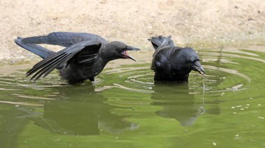 gündüz su yakınında güzel siyah kargaların yakın çekim görünümü 
