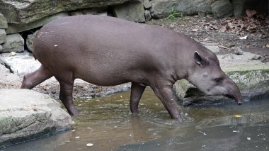Hayvanat bahçesinde bir tapir içme suyunun yan görünümü