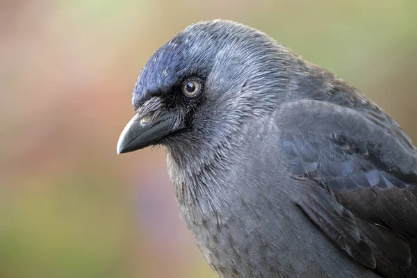 美丽的黑乌鸦的特写镜头 去焦点的背景 — 图库照片