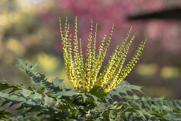 Крупным Планом Вид Красивые Маленькие Желтые Цветы Зелеными Листьями Обезжиренный — стоковое фото