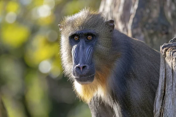 Vista Close Mandrill Bonito Olhando Para Câmera Vida Selvagem — Fotografia de Stock