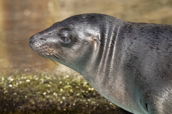 Close View Beautiful Grey Sea Lion Water — Stock Photo, Image