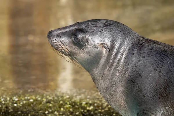 Close View Beautiful Grey Sea Lion Water — Stock Photo, Image