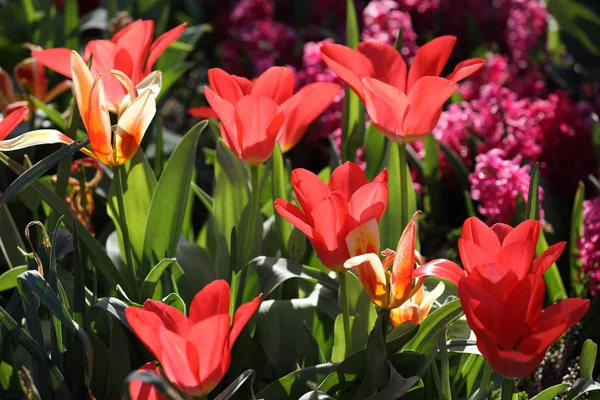 Close Beautiful Red Blooming Tulip Flowers Sunny Day — Stock Photo, Image