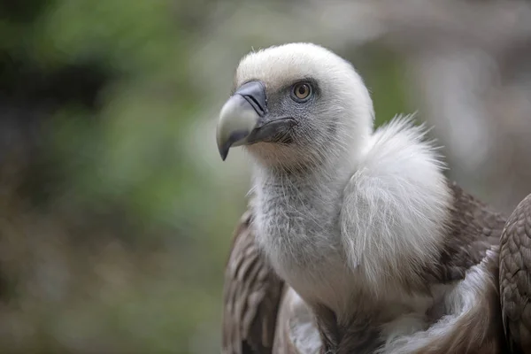 Close View Majestic Griffon Vulture Outdoors — Stock Photo, Image