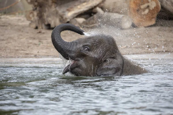 Niedliches Indisches Elefantenkalb Spielt Wasserloch — Stockfoto