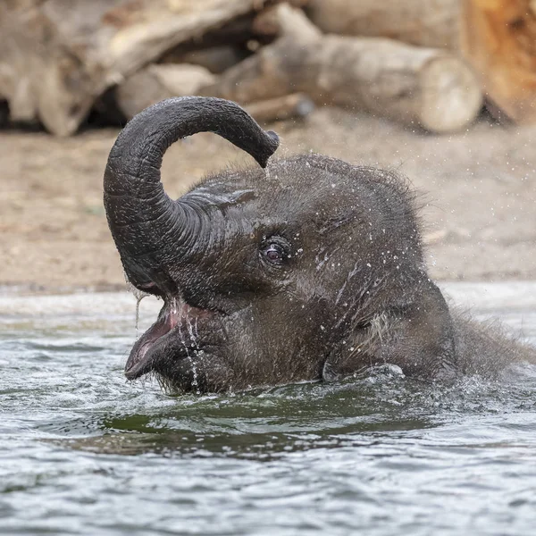 Hermosa Joven Elefante Indio Ternera Bañándose Agua — Foto de Stock