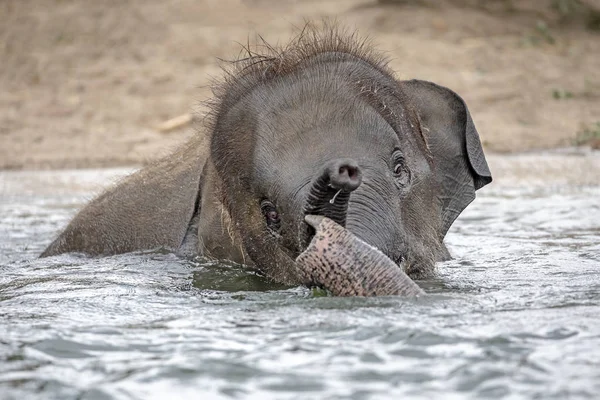 Hermosa Joven Elefante Indio Ternera Bañándose Agua — Foto de Stock