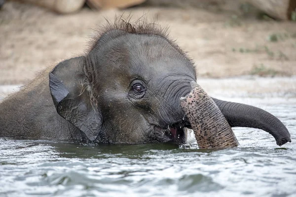 Cute Young Indian Elephant Calf Bathing Water — Stock Photo, Image