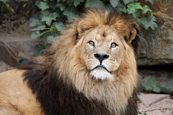 野生動物の予約で雄大なライオン クローズアップビュー — ストック写真