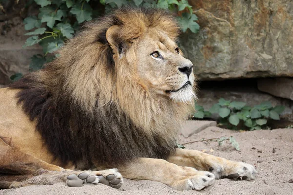 Majestic Lion Wildlife Reservation Close View — Stock Photo, Image