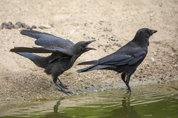 Vista Cerca Hermosos Cuervos Negros Cerca Del Agua Durante Día — Foto de Stock