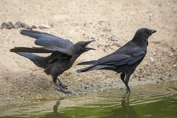 Close Uitzicht Prachtige Zwarte Kraaien Buurt Van Water Overdag — Stockfoto