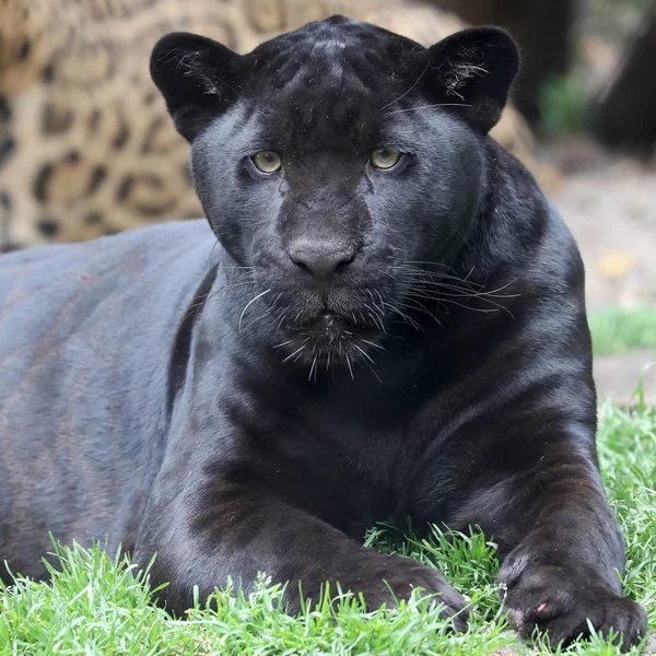 Nahaufnahme Eines Majestätischen Schwarzen Jaguars Der Die Kamera Blickt — Stockfoto