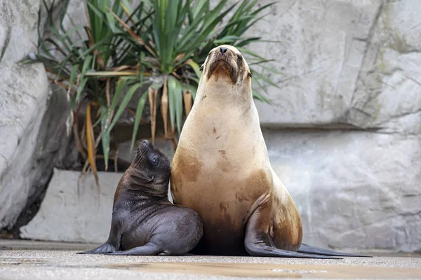 美丽的成人和年轻的海狮在动物园休息 — 图库照片