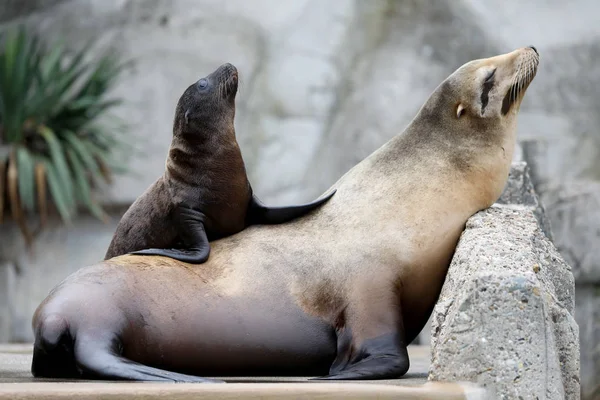 Krásný Dospělý Mladý Mořský Lev Odpočívajícím Zoo — Stock fotografie