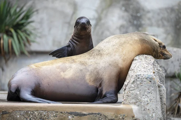 Piękne Dorosłych Młodych Lwów Morskich Spoczywających Zoo — Zdjęcie stockowe