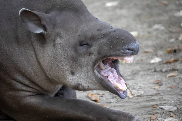 Närbild Vuxna Vilda Tapir Gäspningar — Stockfoto