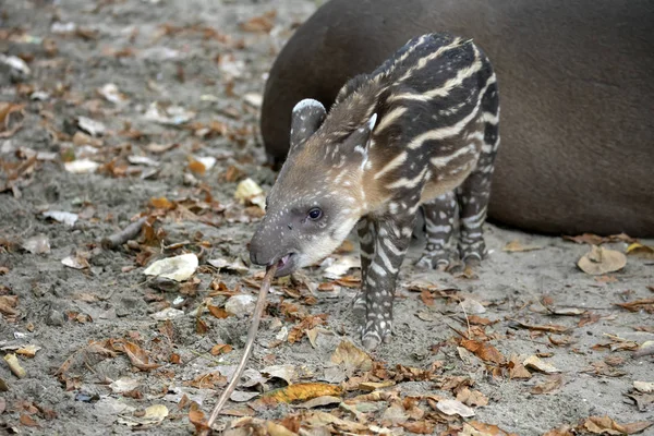 Piękne Paski Dzikie Tapir Dziecko Dzikiej Przyrody — Zdjęcie stockowe