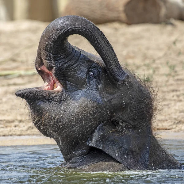 Söt Ung Indisk Elefant Kalv Leker Vatten — Stockfoto