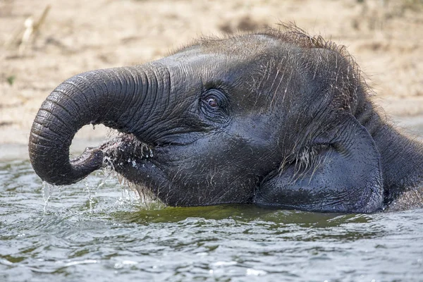 Söt Ung Indisk Elefant Kalv Leker Vatten — Stockfoto