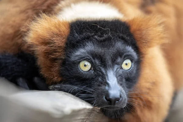 Zblízka Pohled Krásnej Červený Lemur Divoké Přírodě — Stock fotografie