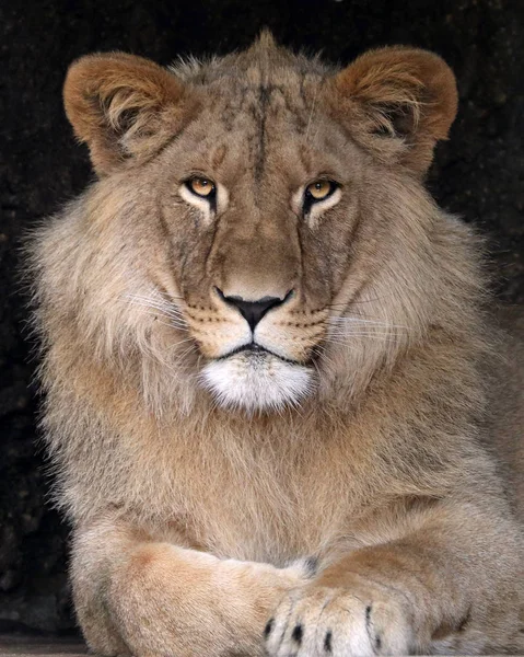 Lion Majestueux Dans Réserve Faunique Vue Rapprochée — Photo