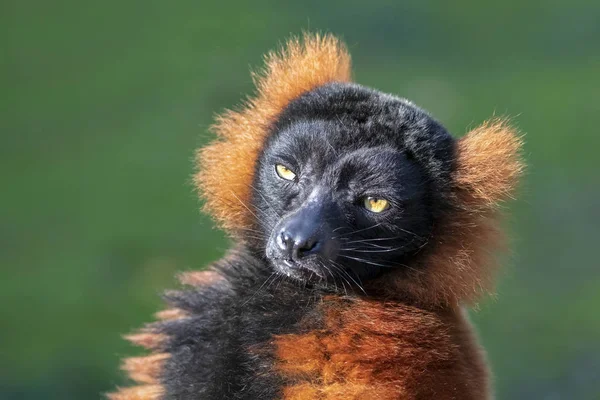 野生动物中可爱的红色绒毛狐猴的特写镜头 — 图库照片