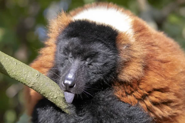 Close Weergave Van Schattig Rood Ruffed Lemur Het Wild — Stockfoto