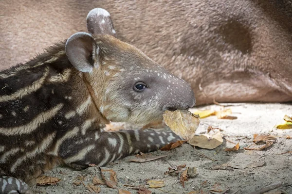 Beautiful striped wild tapir baby in wildlife — Stock Image Beautiful Striped Wild Tapir Baby Wildlife Stock Image
