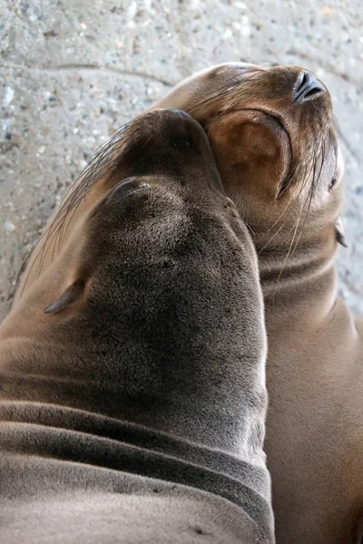 Dwa Śmieszne Lwy Morskie Leżącego Odpoczynku Zoo — Zdjęcie stockowe