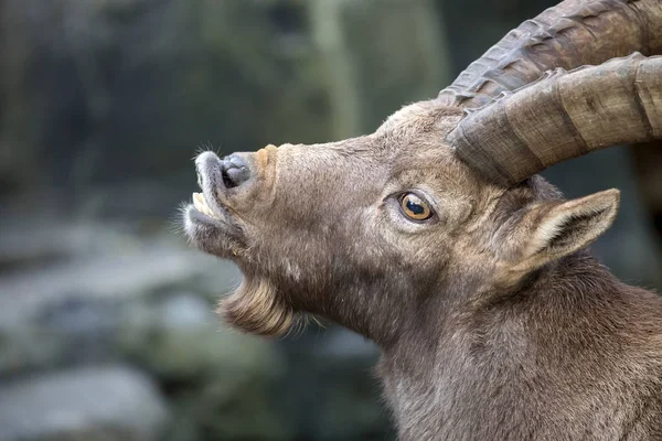 Alpské Ibex Divoké Kozy Rozostřené Pozadí — Stock fotografie