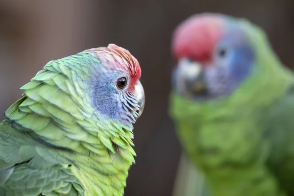 Wild Macaw birds — Stock Photo, Image