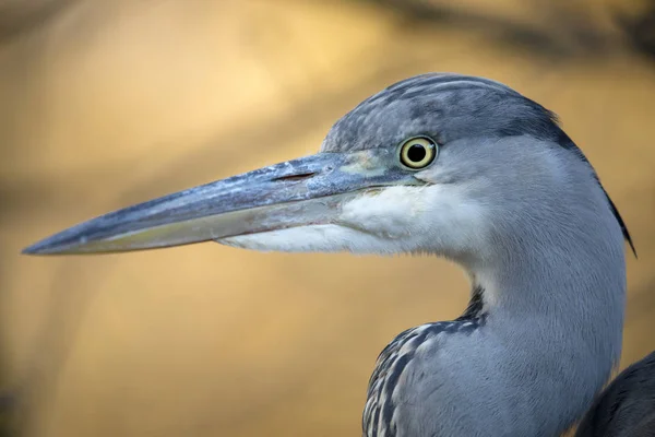 Grey Heron bird — Stock Photo, Image