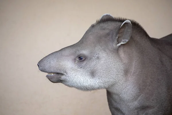 Tapir salvaje en la naturaleza —  Fotos de Stock