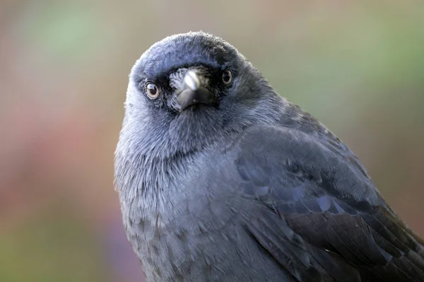 Tampilan Close Jackdaw Pada Latar Belakang Yang Tidak Fokus — Stok Foto