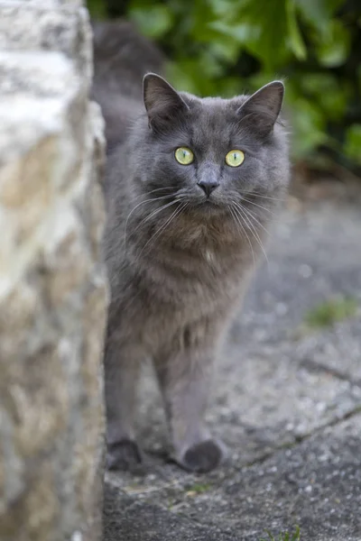 Bliska Widok Szary Kot Ulicy — Zdjęcie stockowe