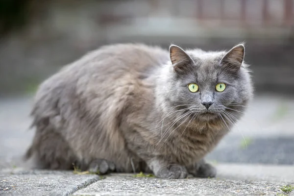 通りで灰色の猫のクローズアップビュー — ストック写真