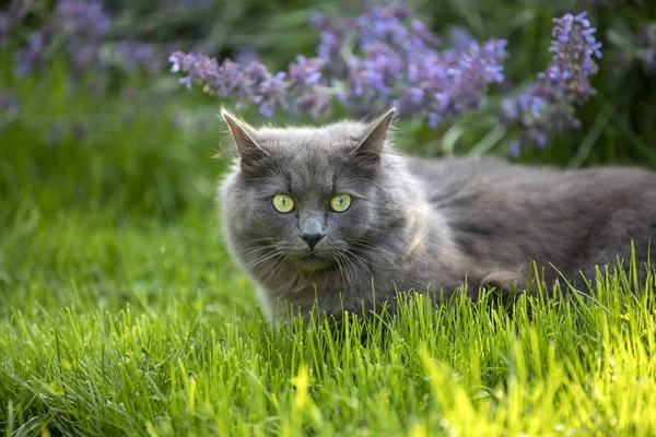 緑の草の上で休んでいる灰色の猫のクローズアップビュー — ストック写真