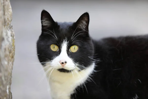 通りで黒と白の猫のクローズアップビュー — ストック写真