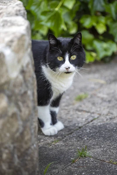 通りで黒と白の猫のクローズアップビュー — ストック写真