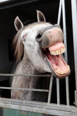 Komik snickering at yakın görünüm portresi