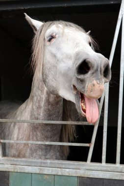 Komik snickering at yakın görünüm portresi