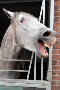 Komik snickering at yakın görünüm portresi