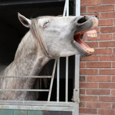 Komik snickering at yakın görünüm portresi