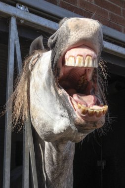 Komik snickering at yakın görünüm portresi