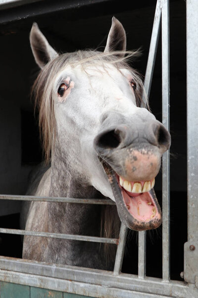 Close view portrait of funny snickering horse